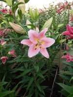 [4365 Roberta DJ No01.JPG]